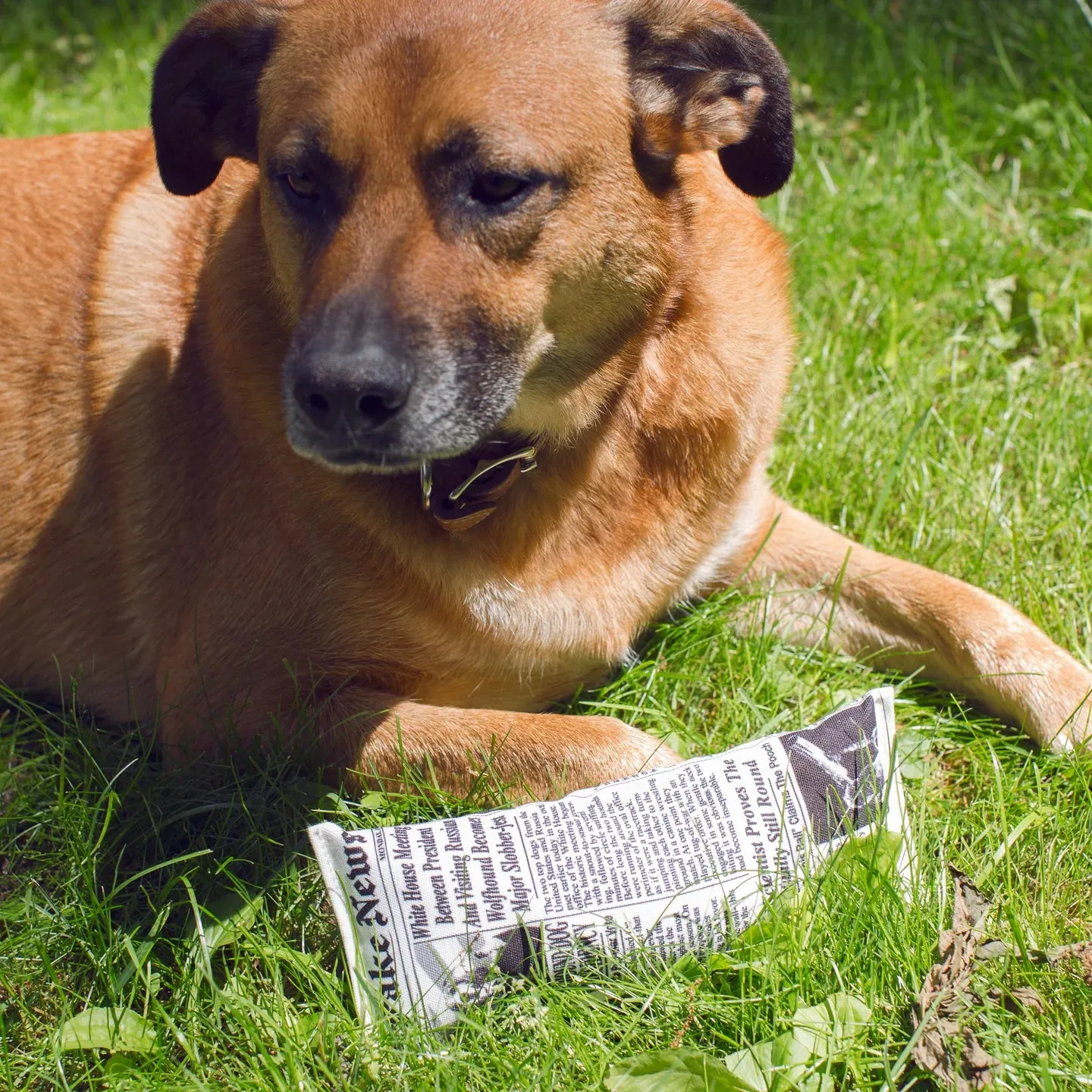 Doggy Fake News Plush Toy
