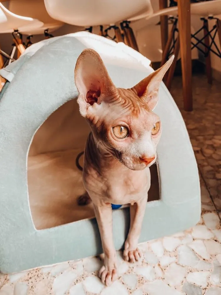 Foldable Cat Bed with Ball