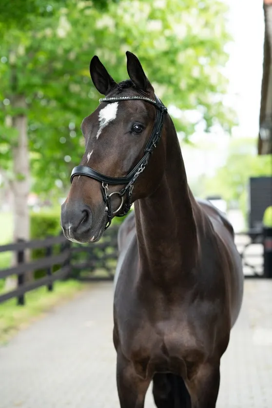 PresTeq FaySport Anatomical Bridle