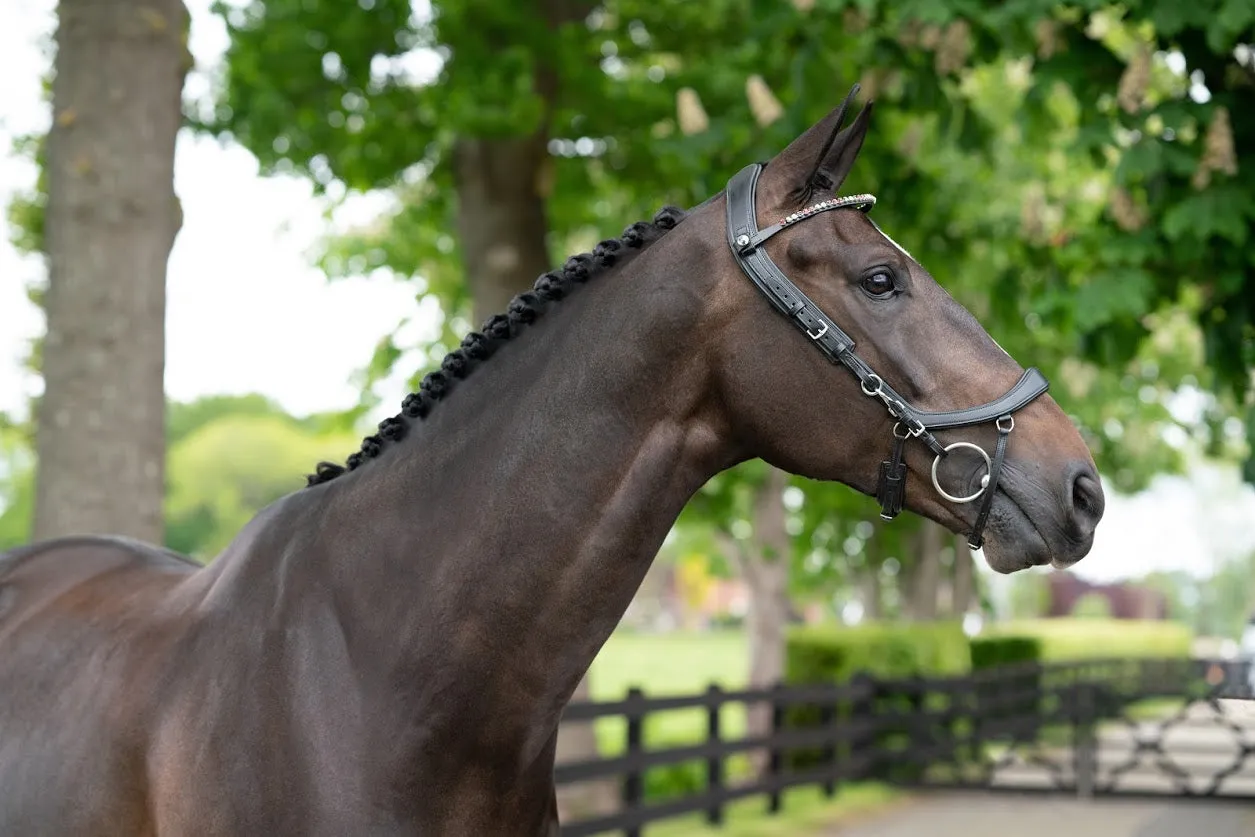 PresTeq FaySport Anatomical Bridle