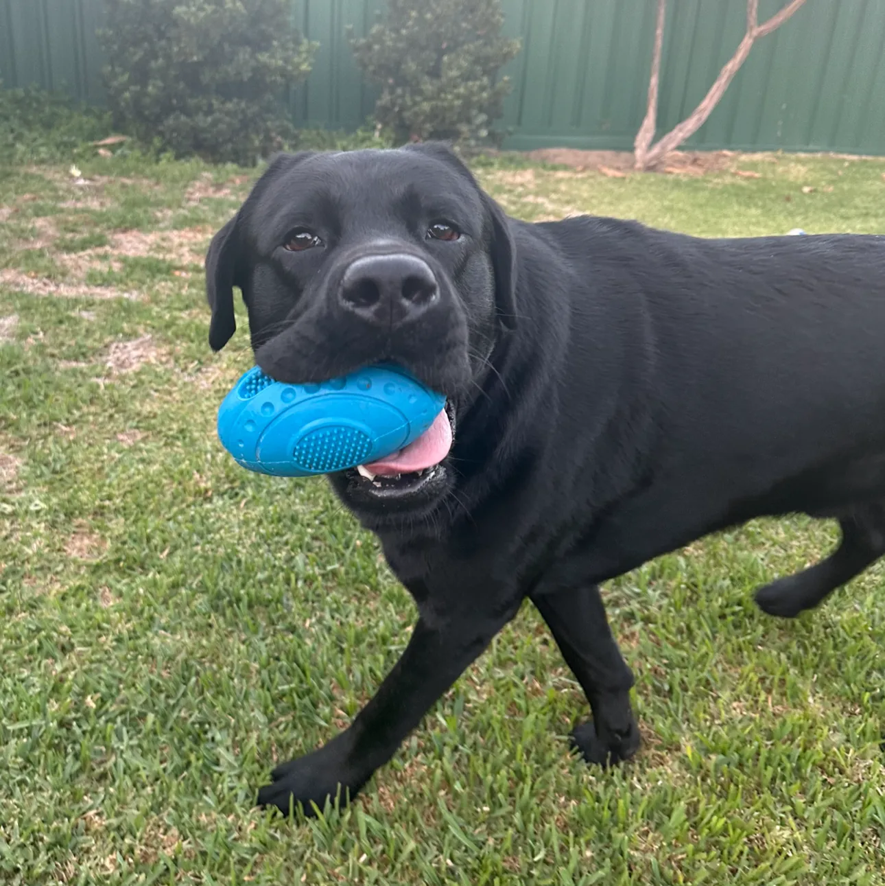 Strong Rubber Happy Harold Squeaking Toy